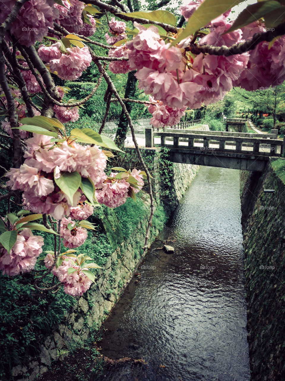 Philosopher’s path. Philosophers walk in Kyoto, Japan