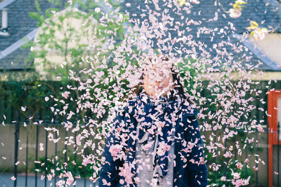 Blooming magnolia tree