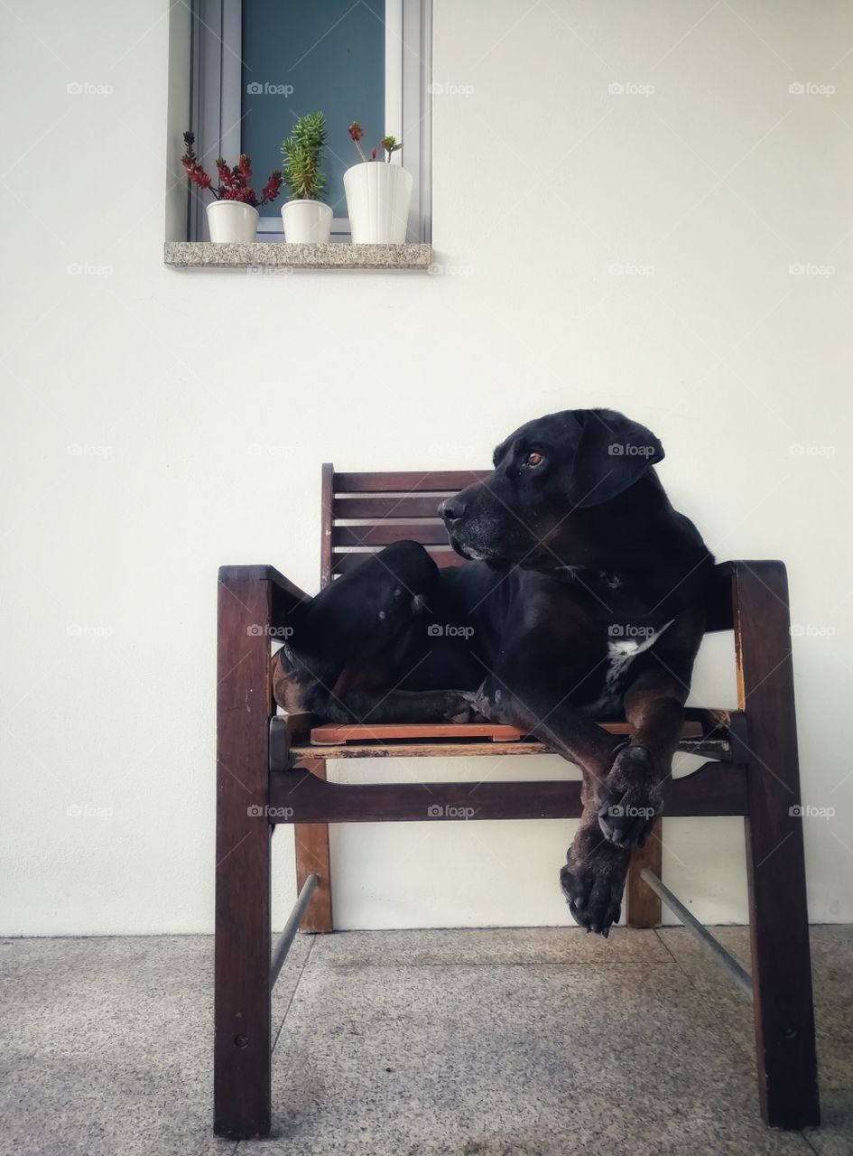 Black dog sitting on his favorite wooden chair