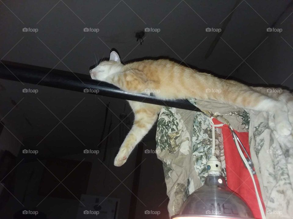 Chesters awaiting his bath towel to dry he really hates baths.