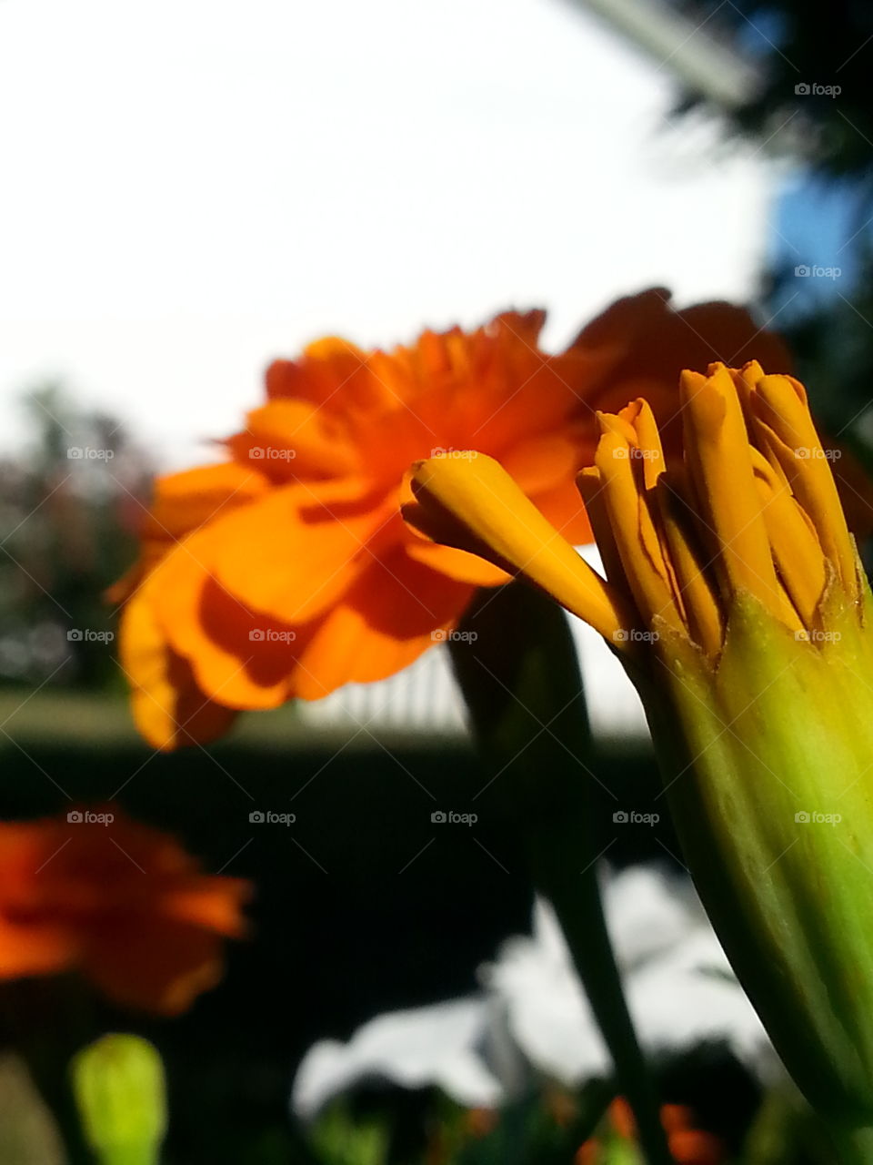 Budding Orange Bloom