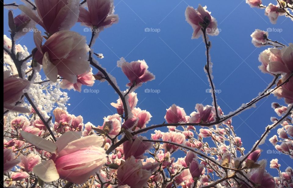 Sugarcoated magnolias