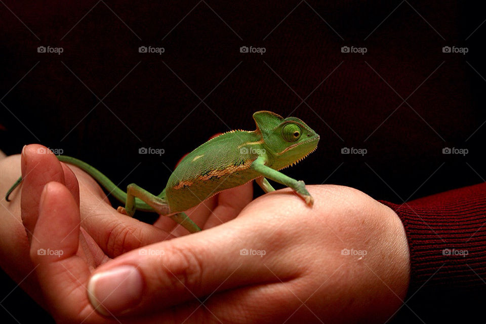 cute hand chameleon small by dryair