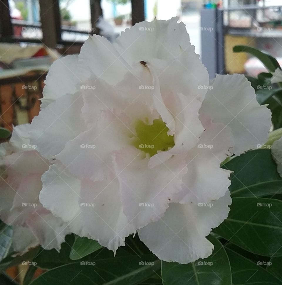 This flower is still beautiful to me even it has a black spot on. Look at the bright side but bewear of the bad side to be happy with your life.