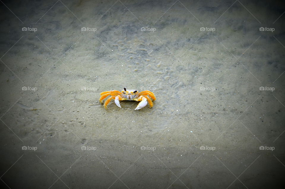 Sand crab at Hilton Island beach 