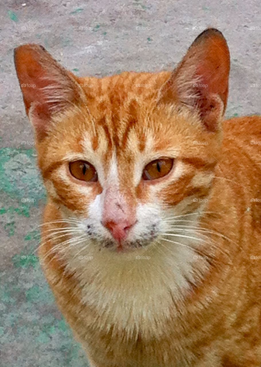 Beautiful gold cat 🐱 