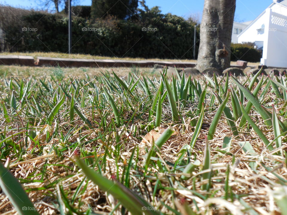 Spring is here new growth grass