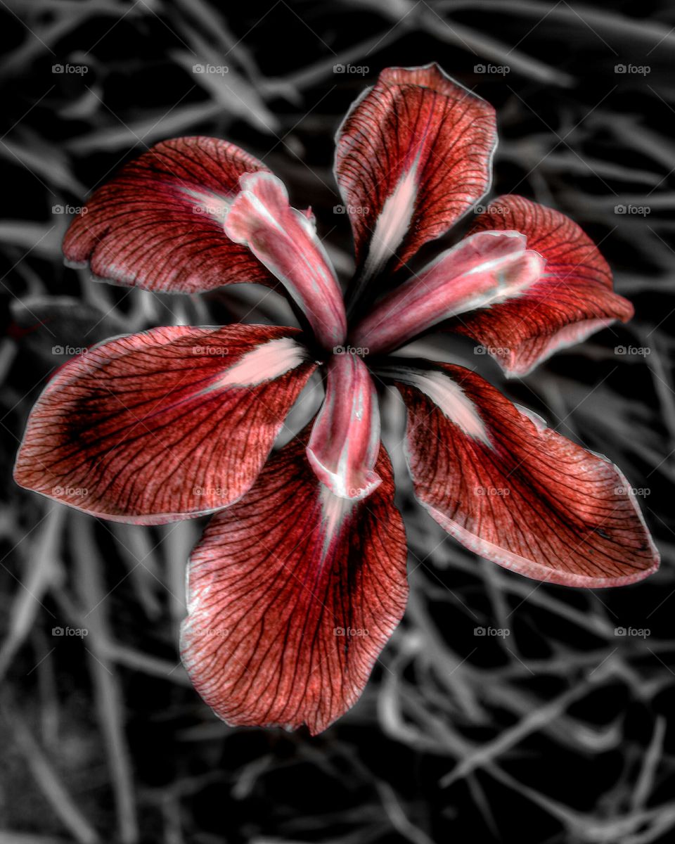 December Lilly