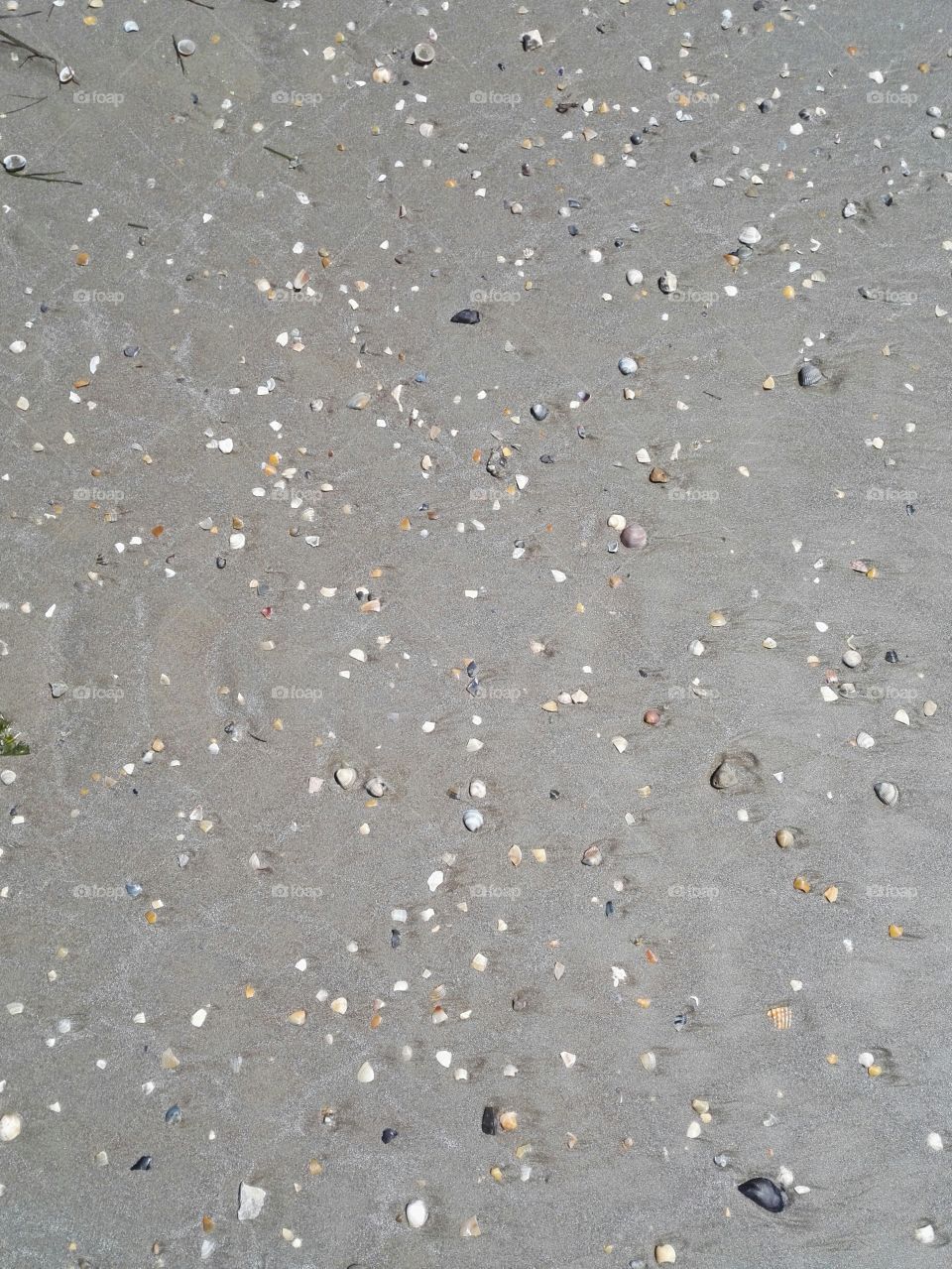 shells on the sand