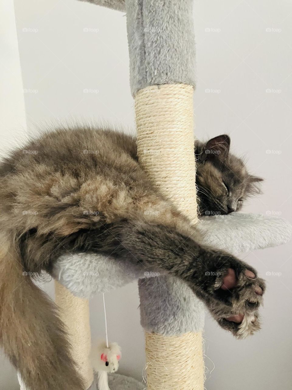 Sleepy kitty. A beautiful photo of my gorgeous cat whilst snoozing on her cat tower. Chilled out and content.
