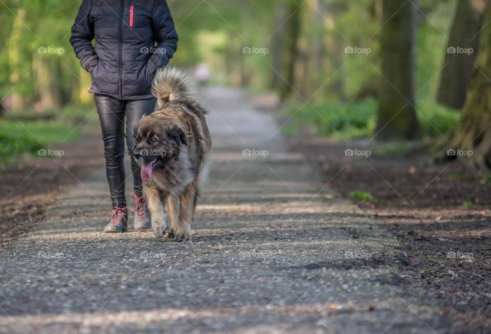 Walking the dog 