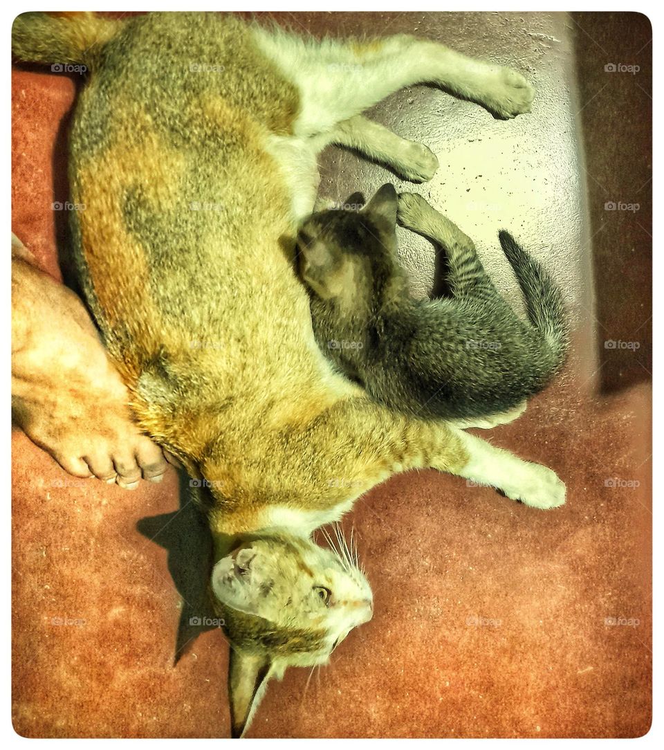A mother pet cat 🐈 becomes so happy and relaxed during brest feeding, especially if she lays down on the feet of her owner.