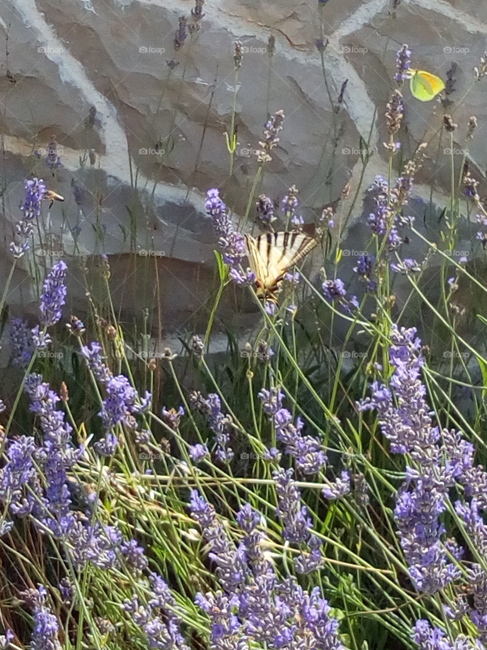 lavender and butterfly