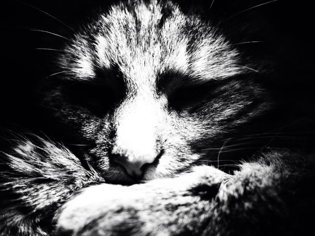 Cat black/white 