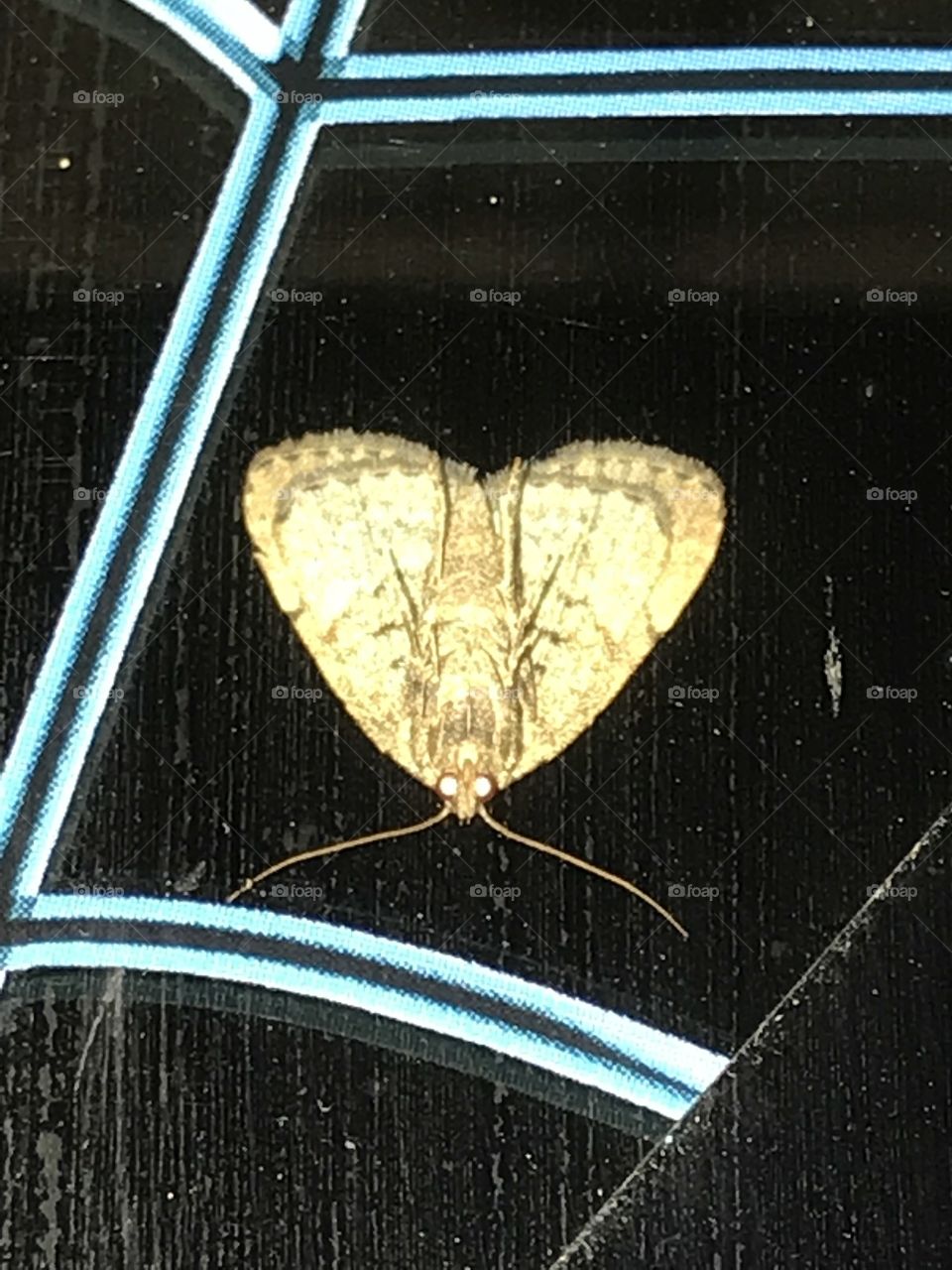 Moth gold