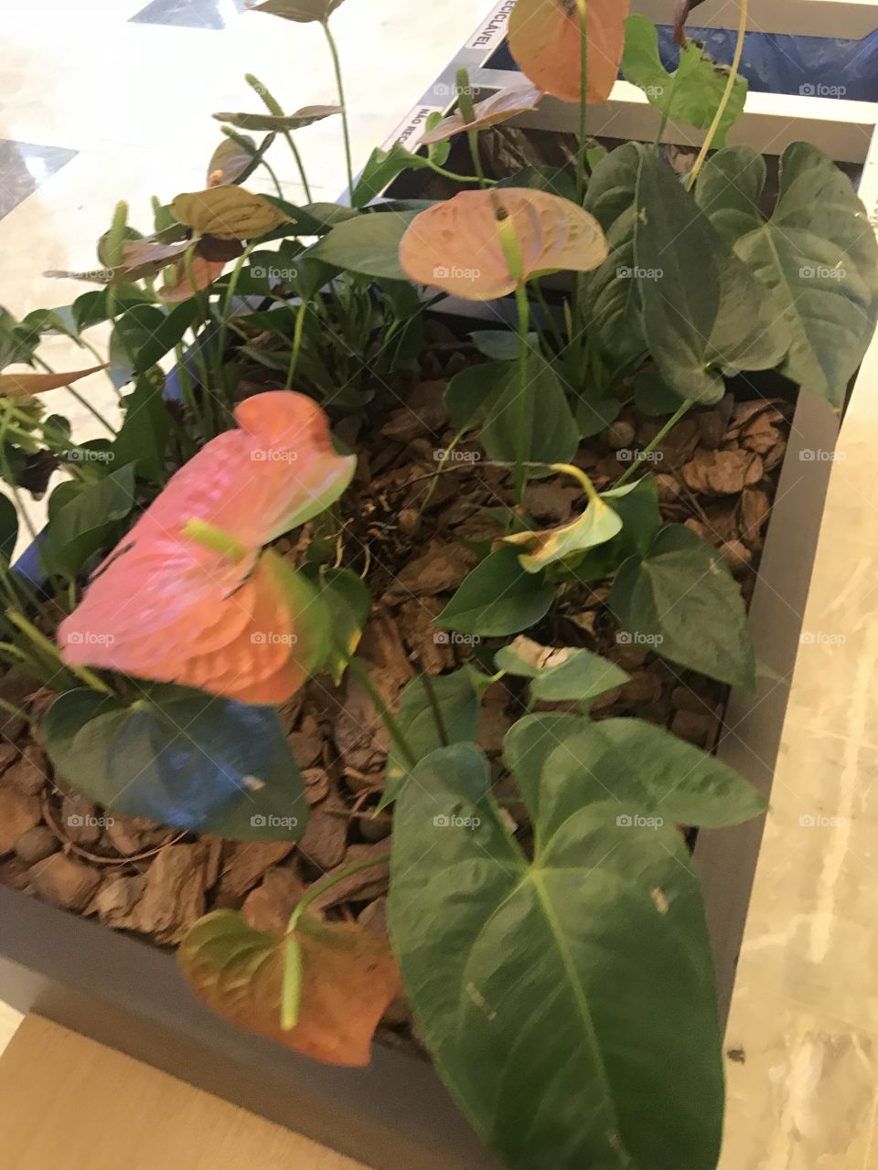 Plant inside shopping brazil