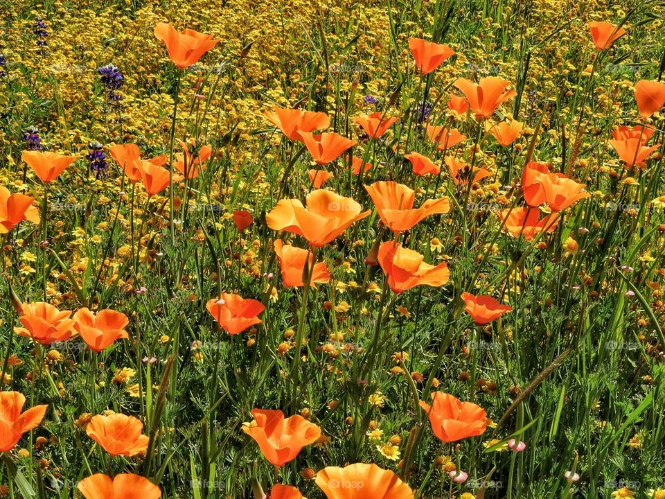 California poppies