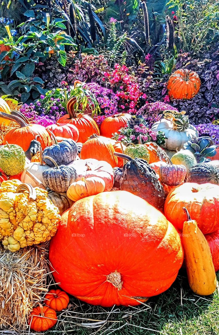 Pumpkin Patch Avalanche