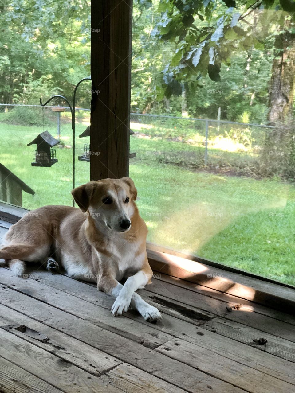 Relaxing on the back porch in summertime 