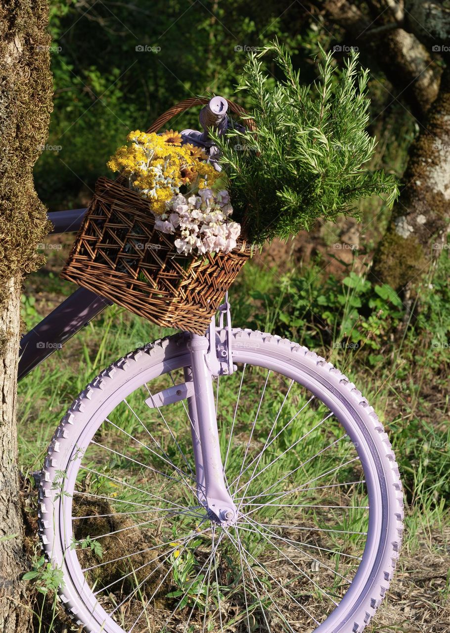 The front wheel of a purple bicycle with a basket of rosemary & flowers on the handle bars