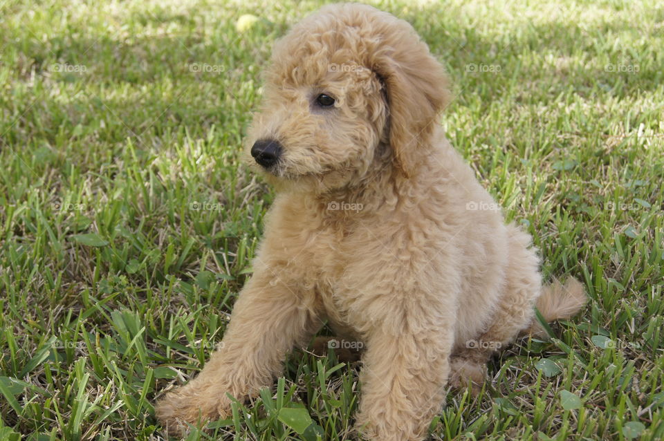 Lexi the golden doodle at 3 months 