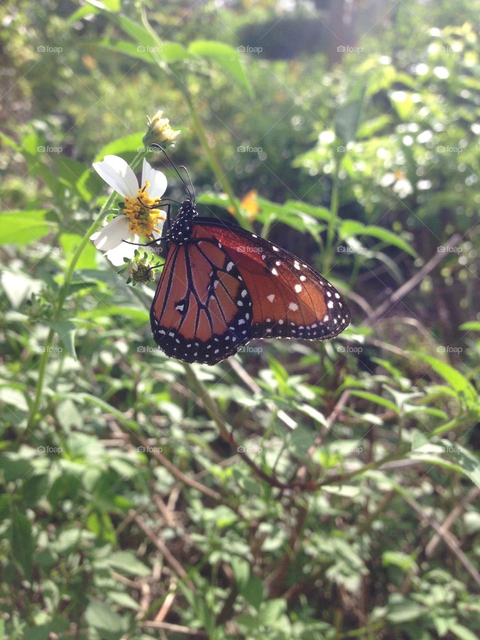 Fall butterfly in South Texas