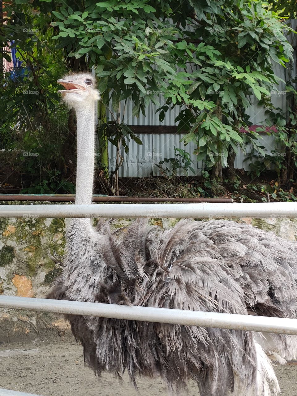 A ostrich