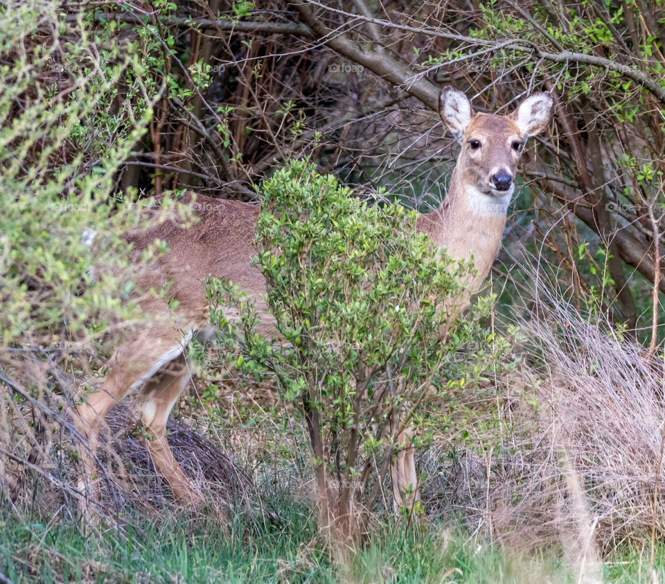 Deer Behind a Bush