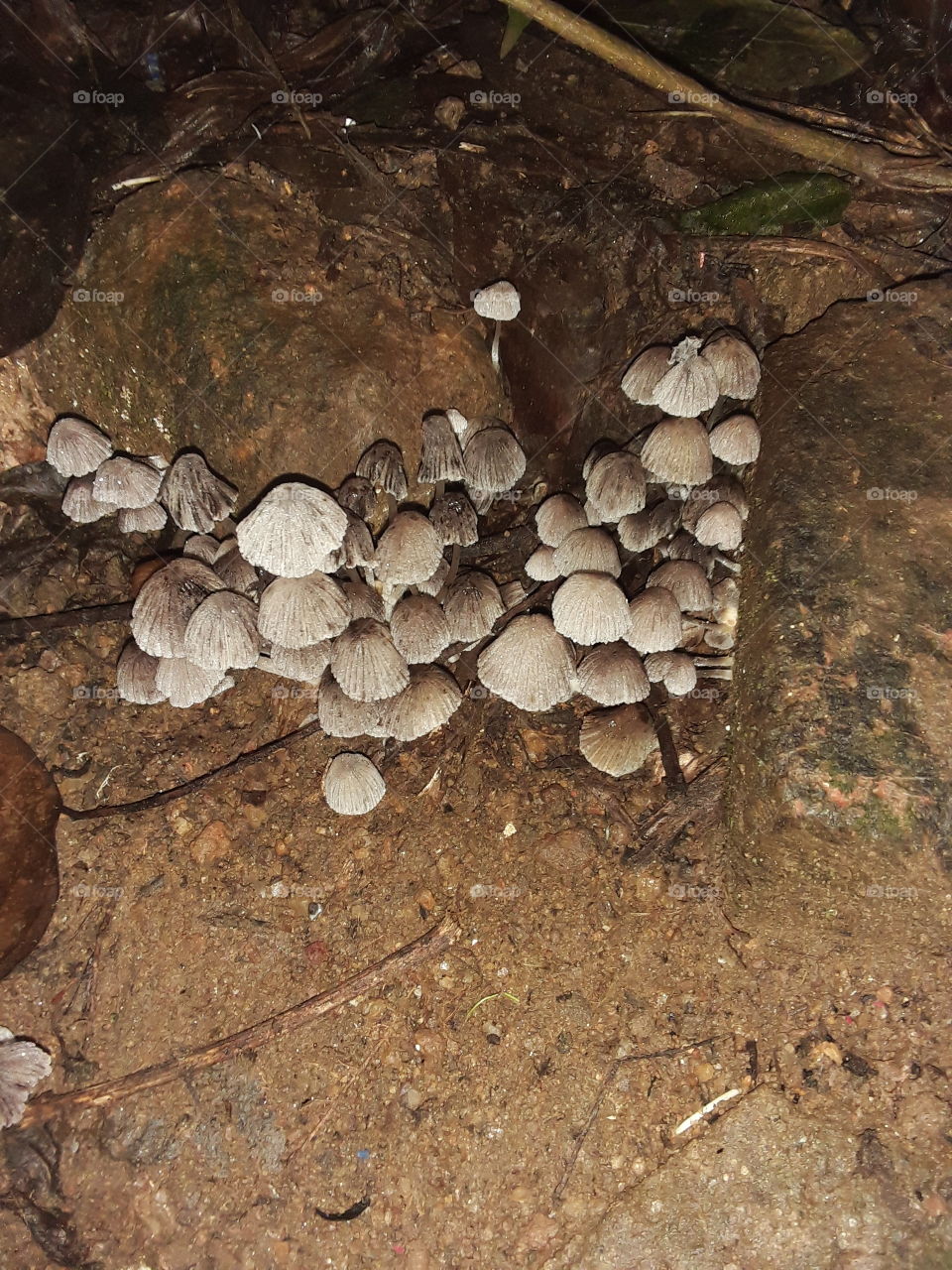 A mushroom, a mushroom or toads stool is the freshy spore bearing fruiting body of a fungus, typically produced above ground on soil or on its food source.