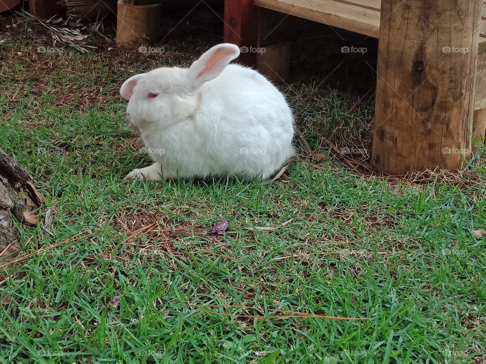 White rabbit with red eyes and pink ears.