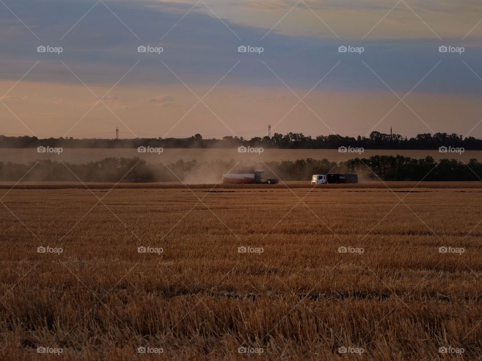 Wheat harvesting. 