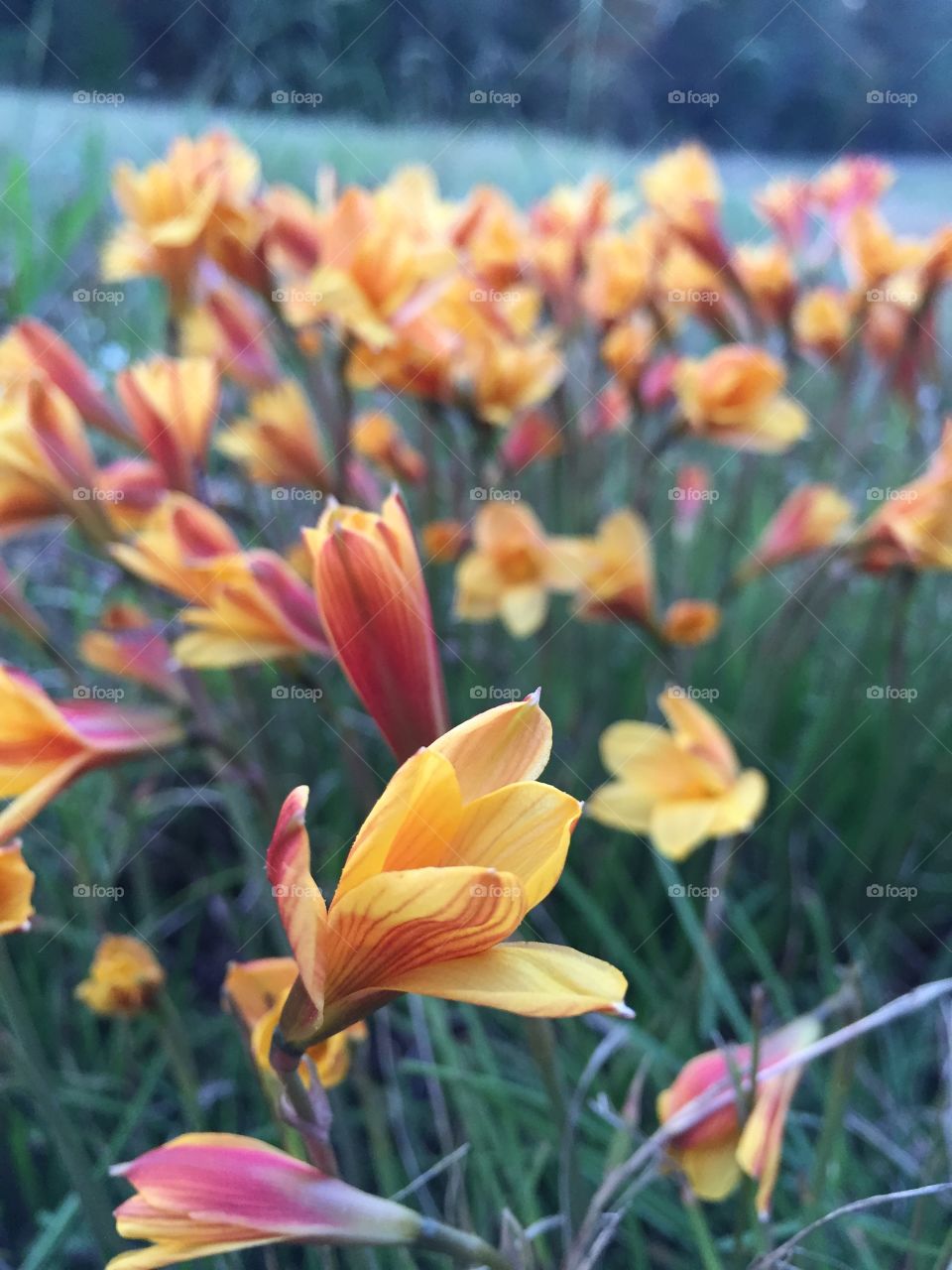 Fall flowers a different view