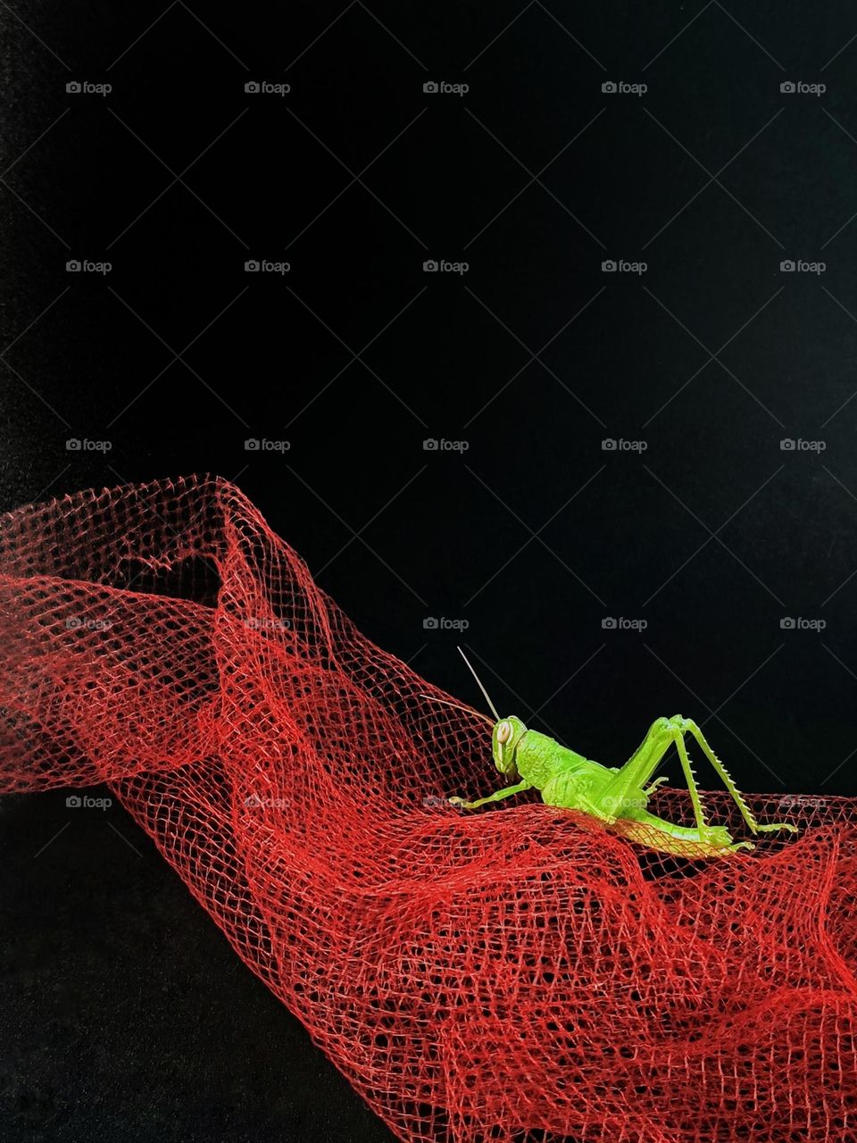 A grasshopper on the net.