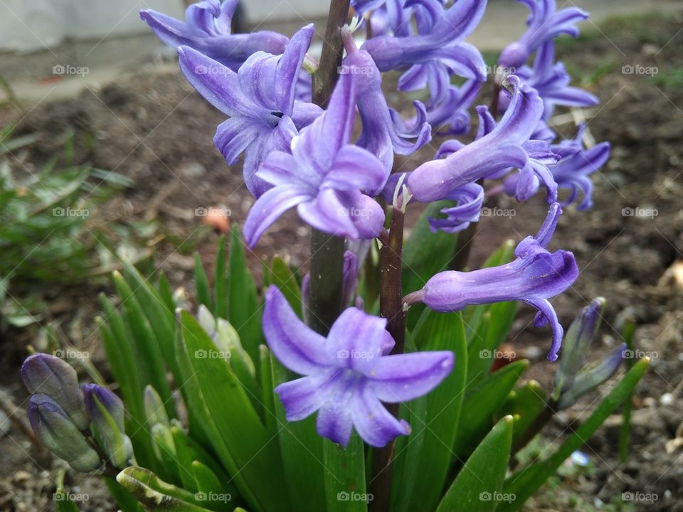 sрring flowers,purple flowers, hyacinths