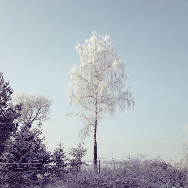 White Tree