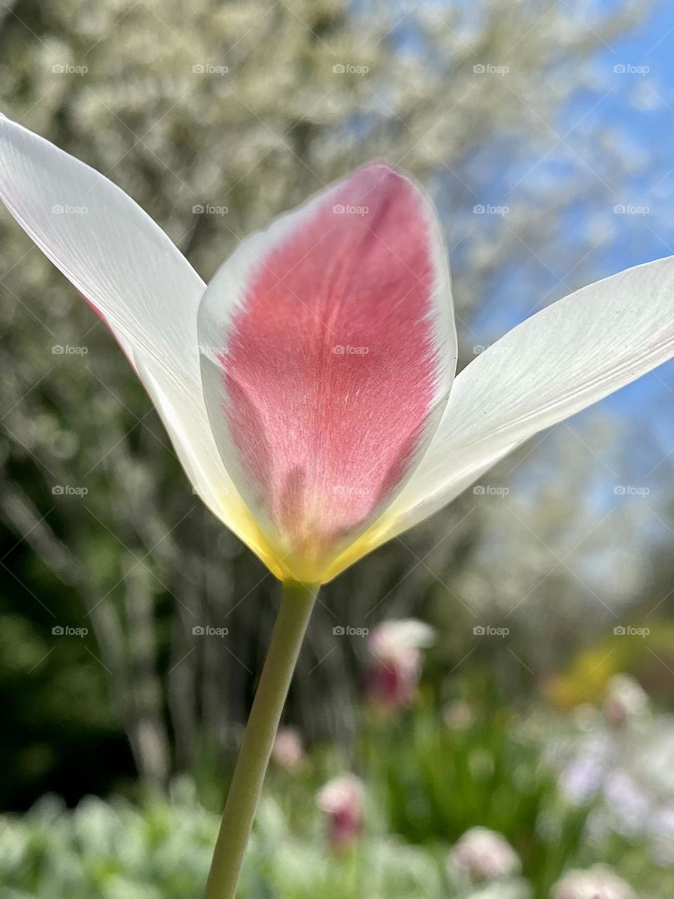 A pink and white daffodil 