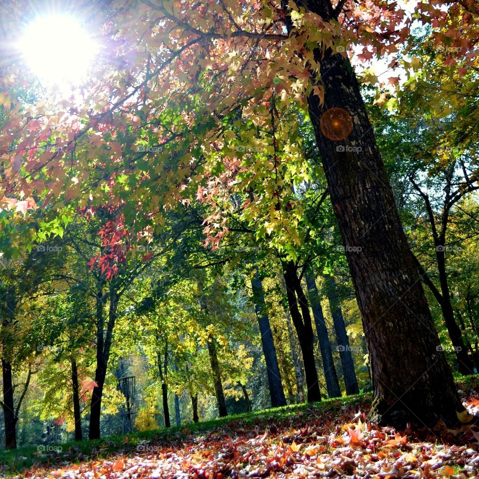 Sunlight passing through autumn trees