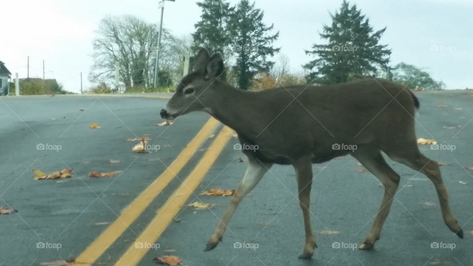 Deer Crossing the Road