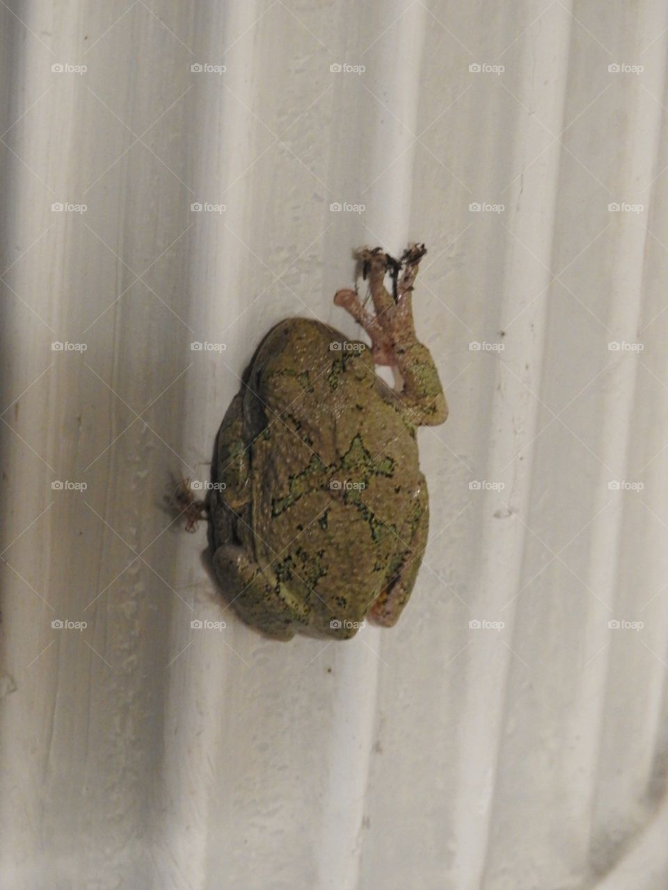 tree frog In the house