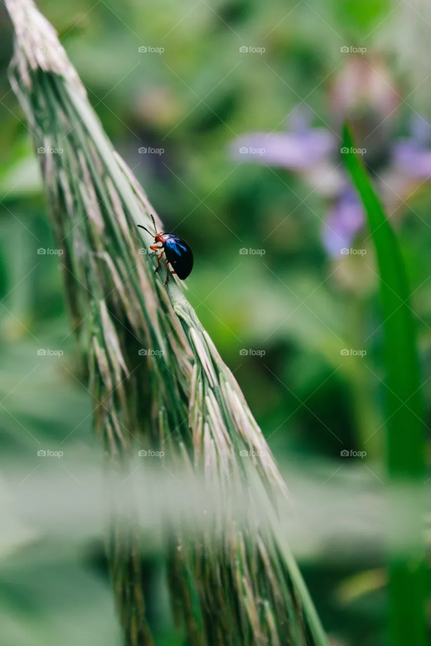 life's bug