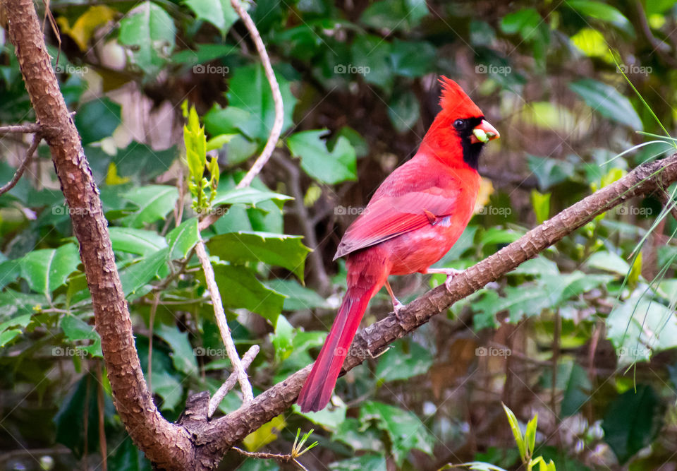 A bright red cardinal