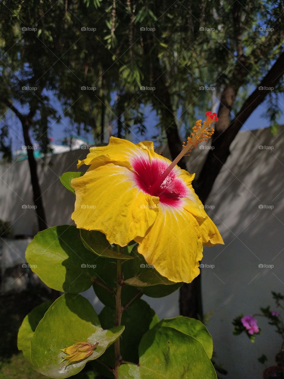 Our planet is faced with the toughest times at present for several reasons both natural and man-made. On the other hand nature is at its best with the treasure of all its colours coming out everywhere