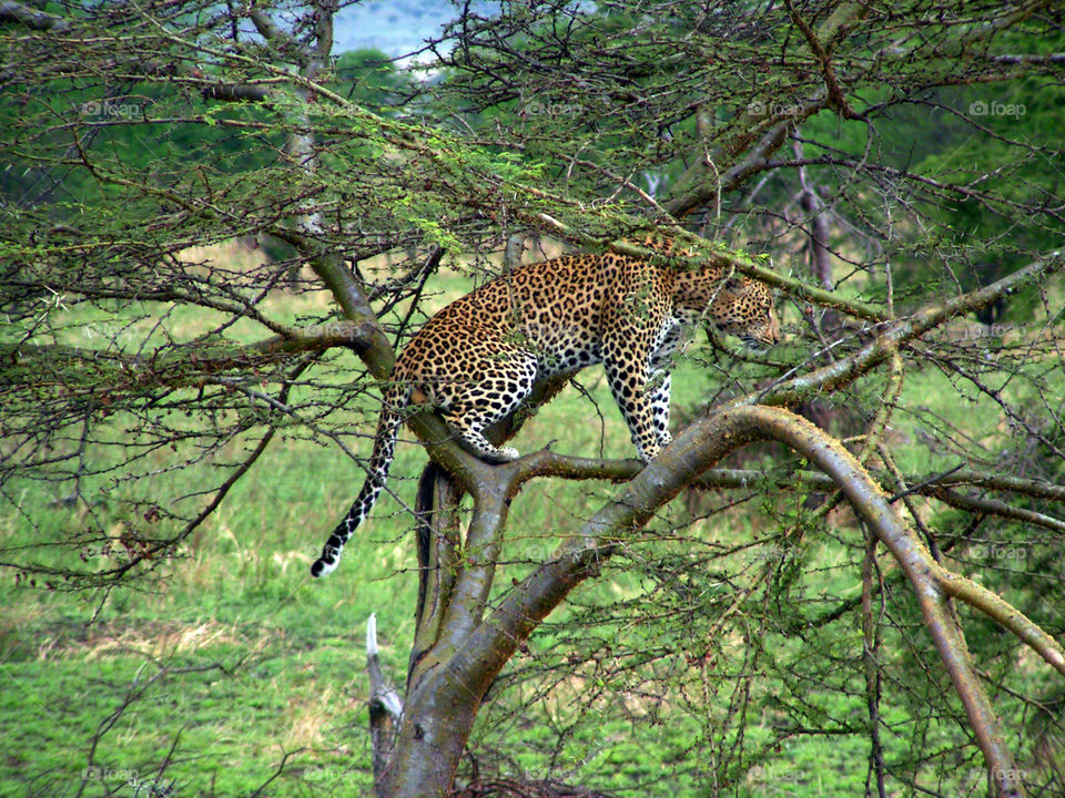 Leopard on a tree, Serengeti national park, Tanzania