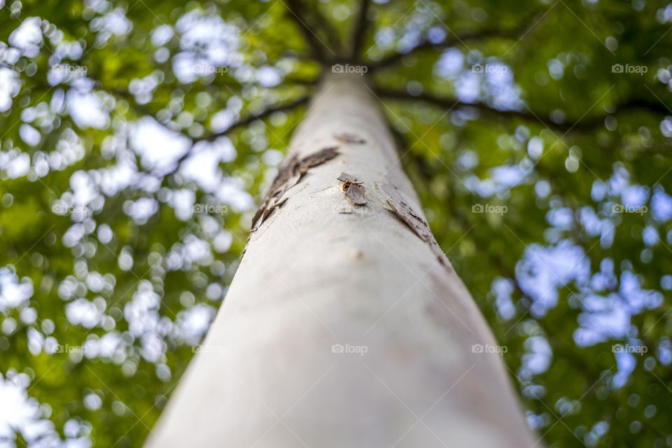 Close-up of tree trunk