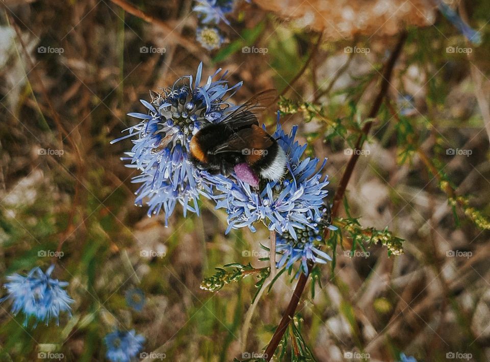 Photo of a wild bee on a blue flower