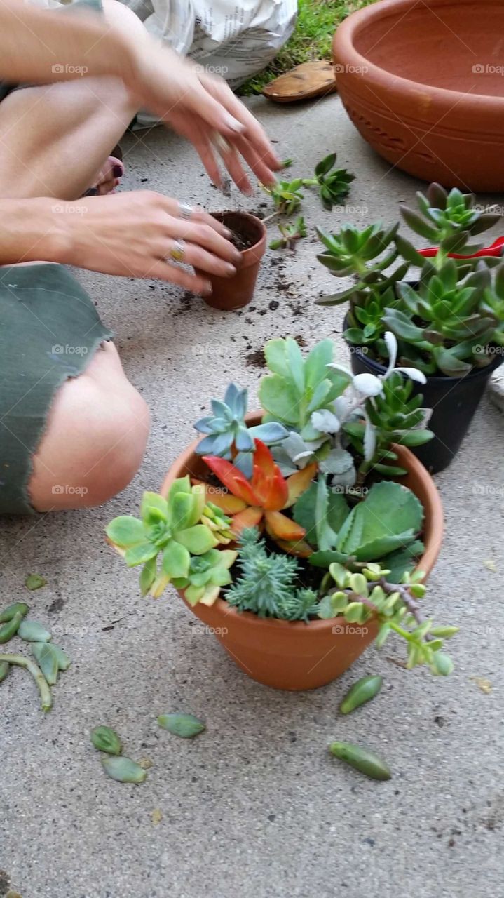 Repotting plants for spring.