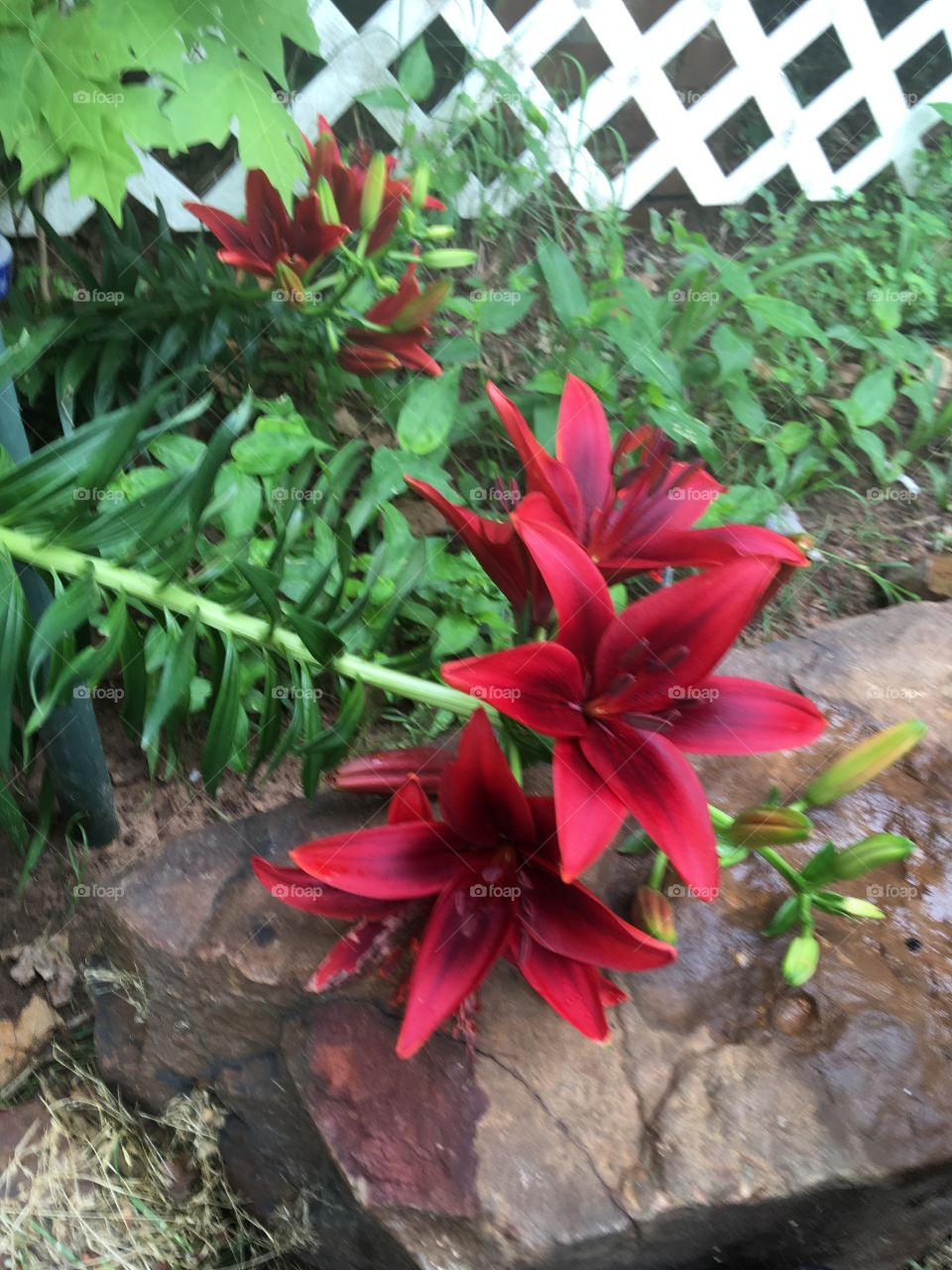 One of my flower gardens has the most beautiful color lilies deep red all bloomed.