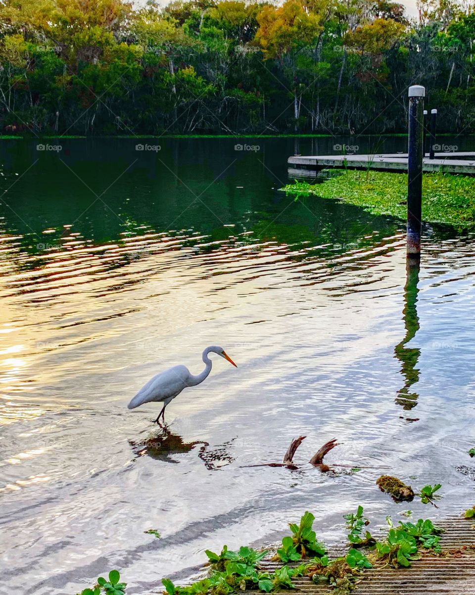 Heron eyeing dinner