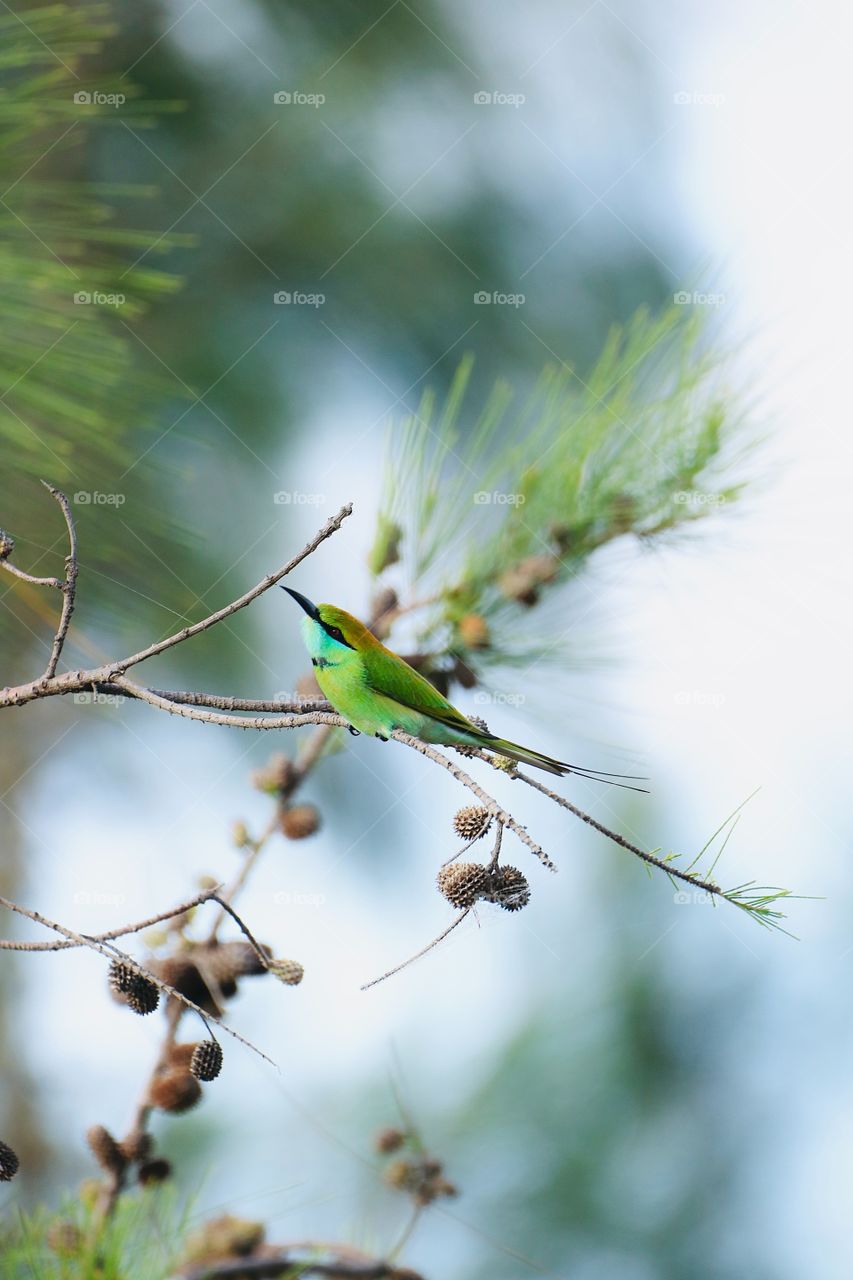 Love to Birds and Nature