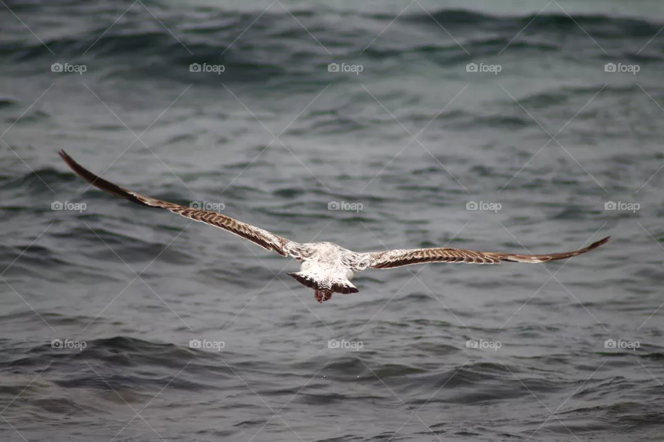 The Seagull